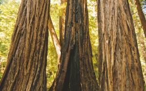 Yosemite Forest Trees Redwood Tree Trunk HD wallpaper thumb