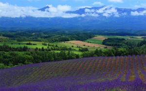 Gorgeous Lavender Field wallpaper thumb
