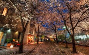 Trees HDR Sidewalk Cherry Blossom HD wallpaper thumb