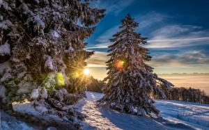 Grenchenberg, Switzerland, forest, winter, snow, sunset wallpaper thumb