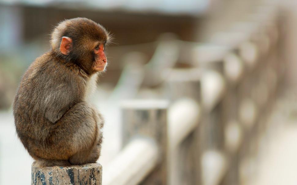 Macaque monkey sitting on stone fence wallpaper,Monkey HD wallpaper,Sitting HD wallpaper,Stone HD wallpaper,Fence HD wallpaper,2560x1600 wallpaper