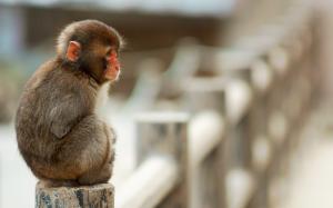 Macaque monkey sitting on stone fence wallpaper thumb