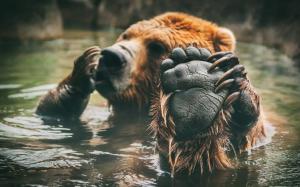 Brown Bear Bathing wallpaper thumb