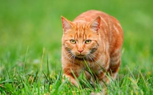 Orange cat on green grass wallpaper thumb