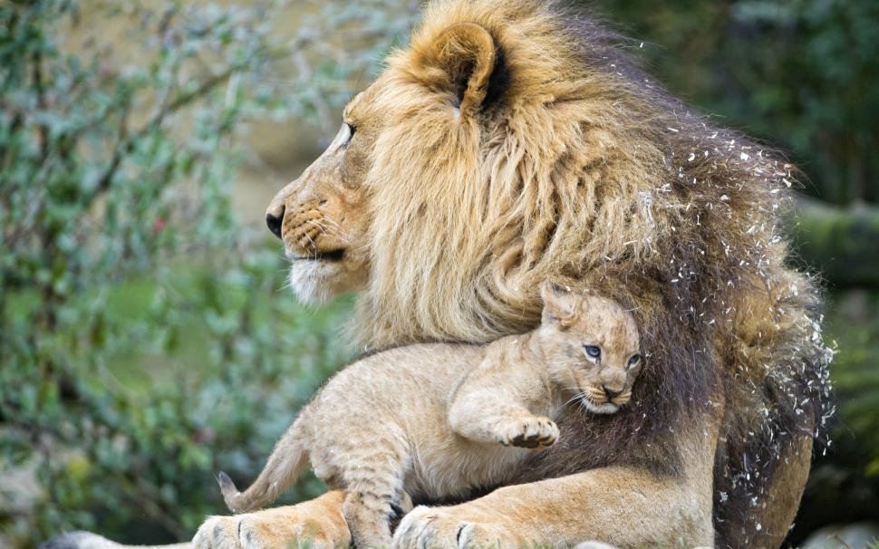 Lions cub love wallpaper | animals | Wallpaper Better