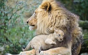 Lions cub love wallpaper thumb