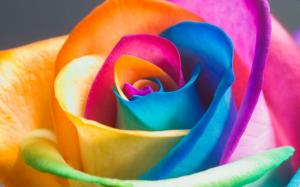 Multicolor rose wallpaper thumb