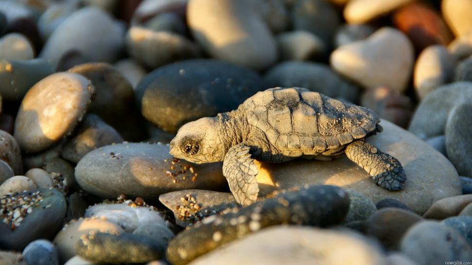 A small turtle and stones wallpaper,Small HD wallpaper,Turtle HD wallpaper,Stone HD wallpaper,1920x1080 wallpaper