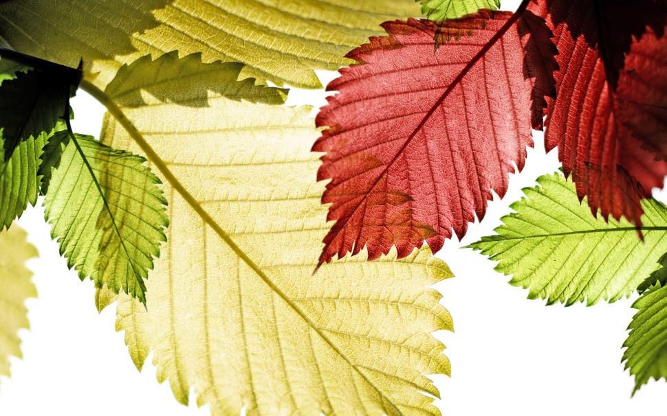 Close-up of red, green and yellow leaves wallpaper,Red HD wallpaper,Green HD wallpaper,Yellow HD wallpaper,Leaves HD wallpaper,1920x1200 wallpaper