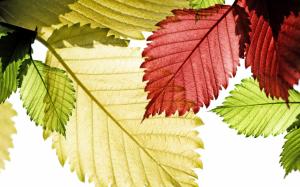 Close-up of red, green and yellow leaves wallpaper thumb
