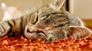 Gray kitten taking a nap wallpaper thumb
