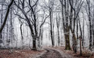 Forest, trees, road, autumn frost wallpaper thumb
