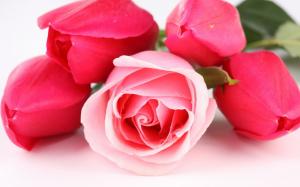 Pink and red rose flowers wallpaper thumb