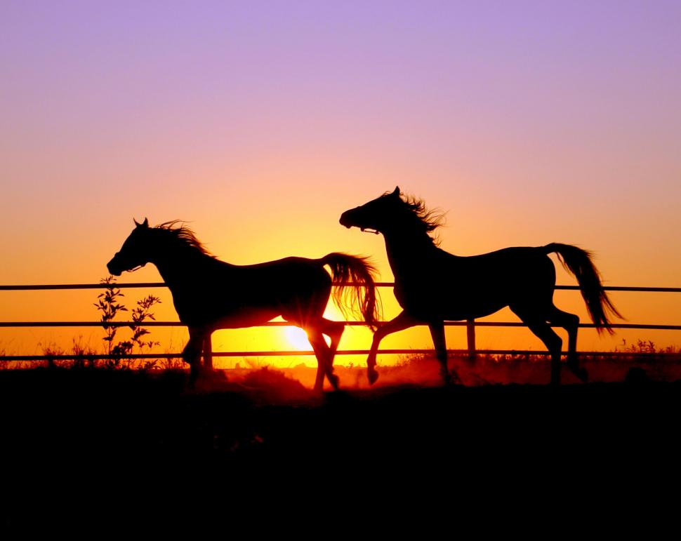 Sunset With Horses Wallpapers  Wallpaper Cave