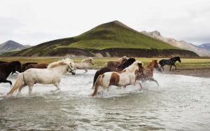 Horses in water wallpaper thumb