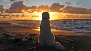 Dog on Beach at Sunset HD wallpaper thumb
