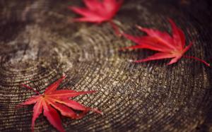 Autumn red leaves wallpaper thumb