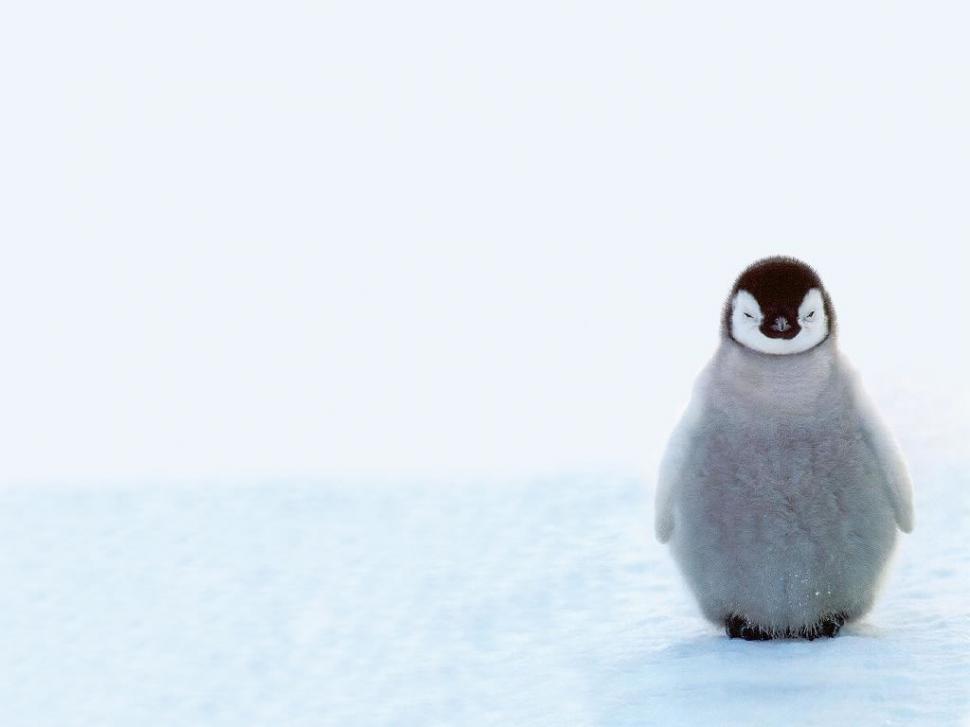 Cute Baby Penguins, Animals, Winter, Snow wallpaper | animals ... Cute Winter Penguin Wallpaper