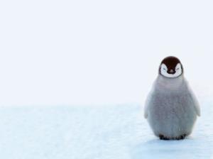 Cute Baby Penguins, Animals, Winter, Snow wallpaper thumb