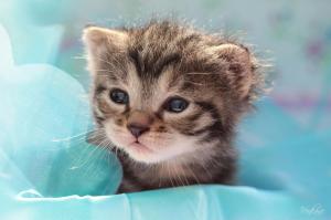 Cats Glance Kittens Animals For Desktop wallpaper thumb