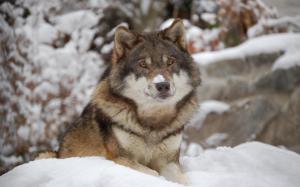 Nanook This Wolfs For You wallpaper thumb