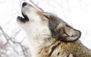 Wolf Howl wallpaper thumb