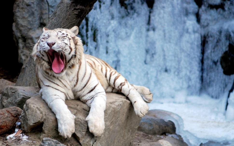 Yawning Tiger wallpaper,tiger HD wallpaper,cats HD wallpaper,white tiger HD wallpaper,animals HD wallpaper,beautiful HD wallpaper,1920x1200 wallpaper