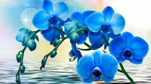 Orchids, blue flowers, phalaenopsis, water wallpaper thumb