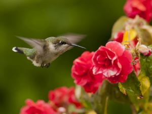 *** Hummingbird In Flowers *** wallpaper thumb