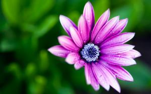Beautiful Purple Daisy wallpaper thumb