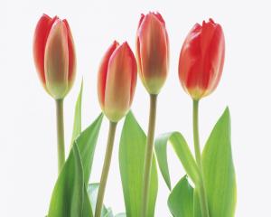 four tulips Abstract beautiful environment Four Green Leafs nature photo red flowers smiling HD wallpaper thumb