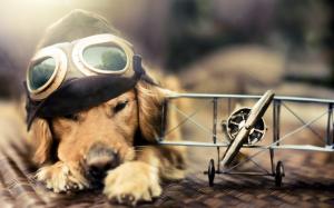 Animals, Dog, Golden Retriever, Small, Cute, Glasses, Photography,Depth Of Field wallpaper thumb
