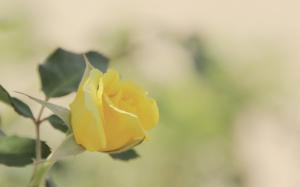 Yellow Rose, Flower, Macro, Blur wallpaper thumb