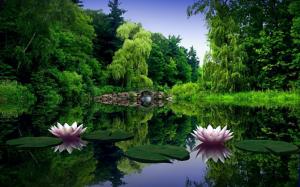 Water lilies flowers in the lake wallpaper thumb