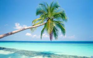 Palm Tree And Azure Water wallpaper thumb
