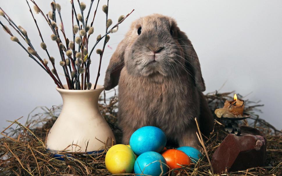 Funny Easter Rabbit wallpaper,funny HD wallpaper,easter HD wallpaper,rabbit HD wallpaper,2560x1600 wallpaper
