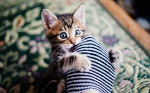 Kitten Cat Macro Sock HD wallpaper thumb