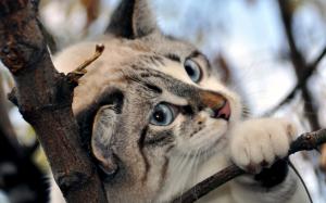 Blue eyes cat, pink nose, branch, snow wallpaper thumb