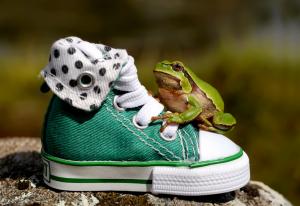 Green frog on sneakers wallpaper thumb