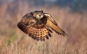 Owl Flight Field wallpaper thumb