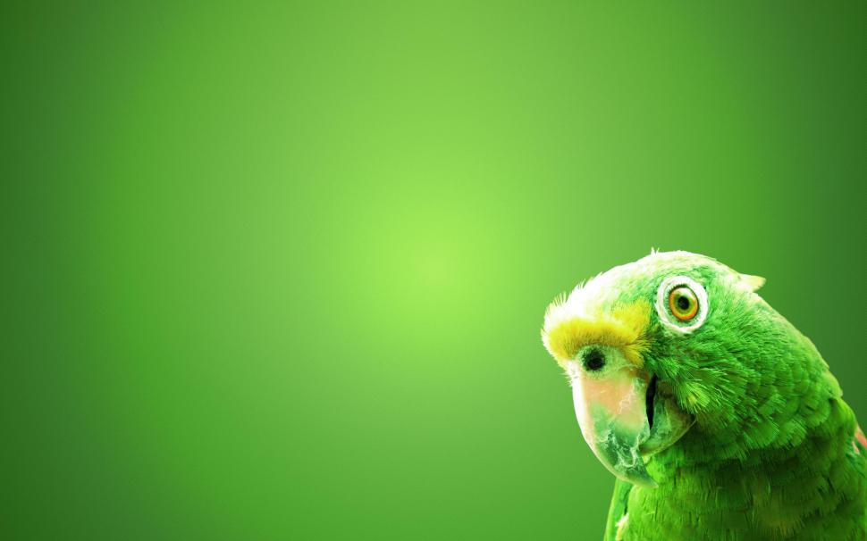 Green Parrot wallpaper,green HD wallpaper,parrot HD wallpaper,animals & birds HD wallpaper,2560x1600 wallpaper