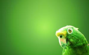 Green Parrot wallpaper thumb