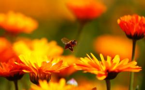 Fantastic, Honey Bee, Flowers, Beautiful, Macro wallpaper thumb