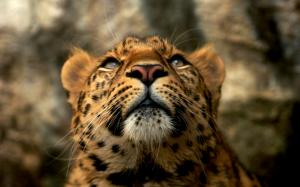 Leopard, Animals, Blue Eyes, Yellow Fur, Photography, Depth Of Field wallpaper thumb