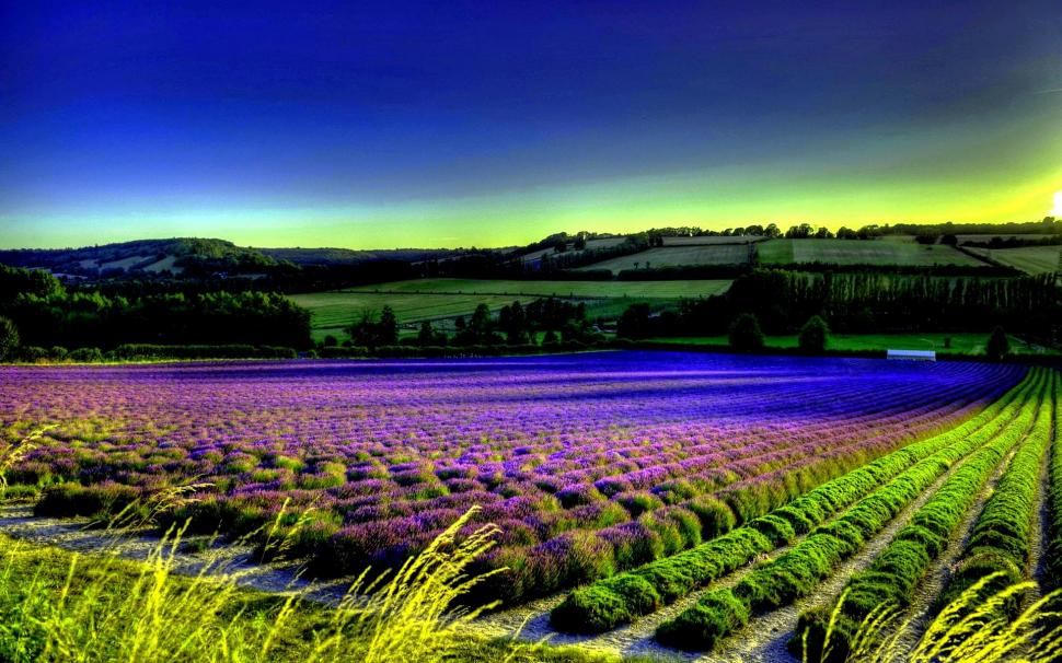 Field Of Lavender wallpaper,trees HD wallpaper,spikes HD wallpaper,field HD wallpaper,lavender HD wallpaper,nature & landscapes HD wallpaper,1920x1200 wallpaper