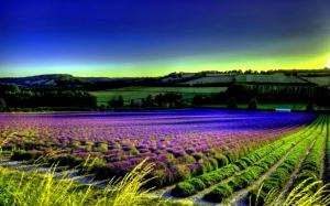 Field Of Lavender wallpaper thumb