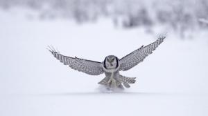 Winter Snow Owl Bird Wings Fly Photo wallpaper thumb