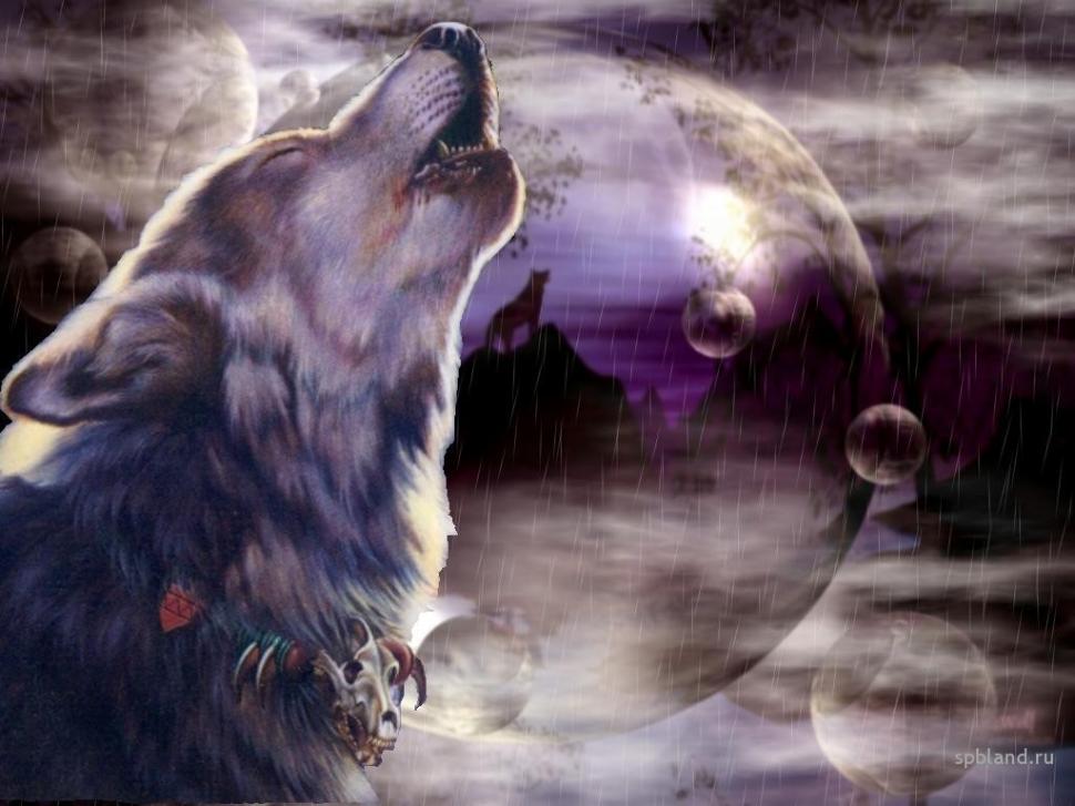 Wolf animal WOLF wolve HD wallpaper,animals wallpaper,animal wallpaper,wolf wallpaper,wolve wallpaper,1024x768 wallpaper
