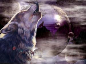 wolf animal WOLF wolve HD wallpaper thumb