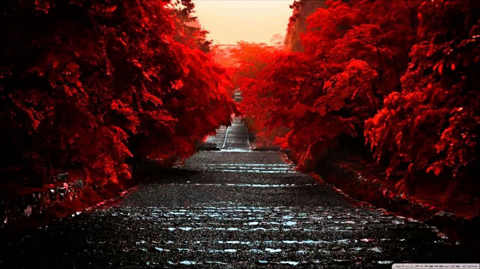 Path, Red Trees, Nature, Photography wallpaper,path HD wallpaper,red trees HD wallpaper,nature HD wallpaper,photography HD wallpaper,1920x1080 wallpaper